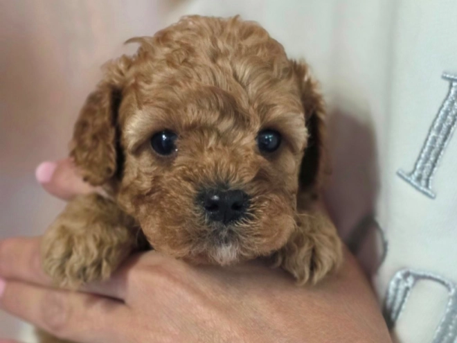 Cavapoo Welpe kaufen