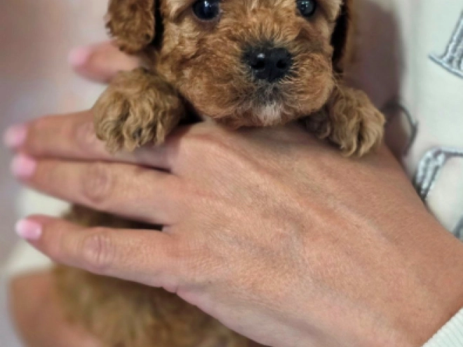 Cavapoo Welpe kaufen