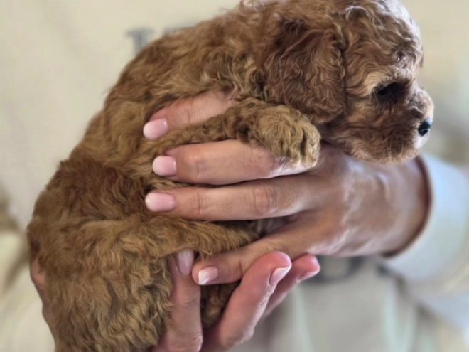 Cavapoo Welpe kaufen
