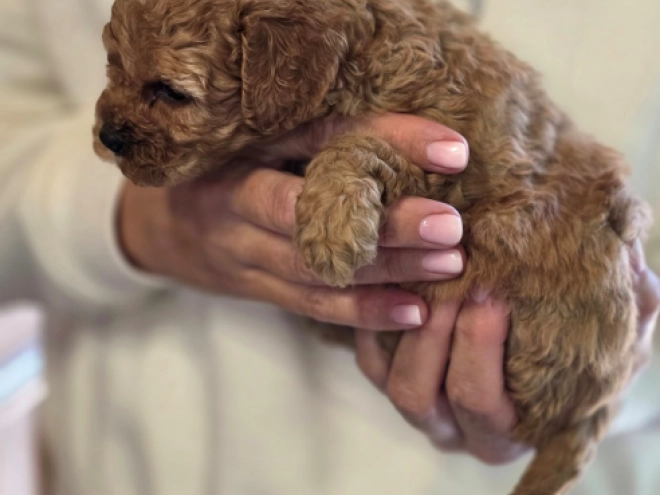 Cavapoo Welpe kaufen