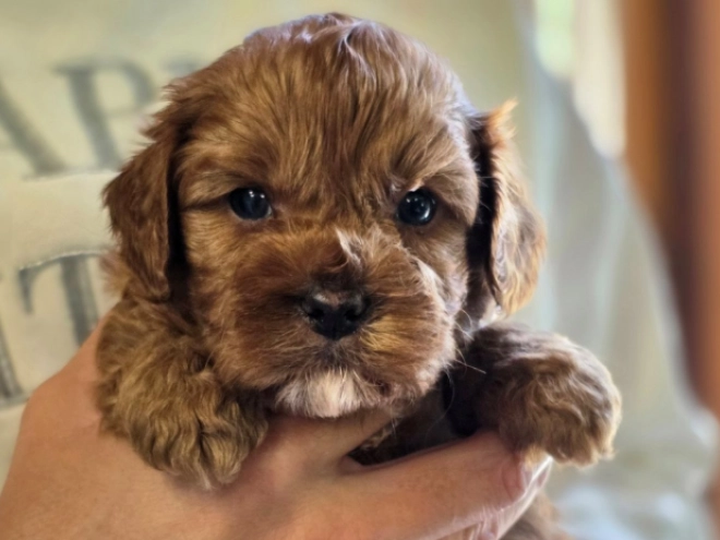 Cavapoo Welpe kaufen