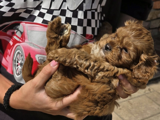 Cavapoo Welpe kaufen