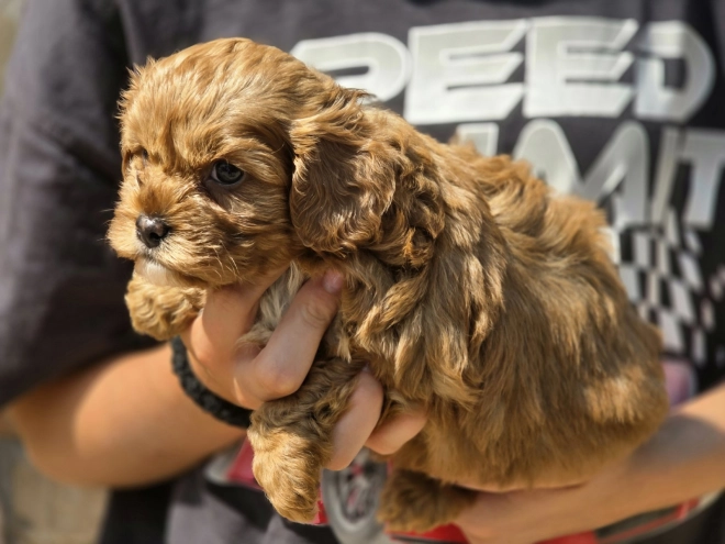 Cavapoo Welpe kaufen