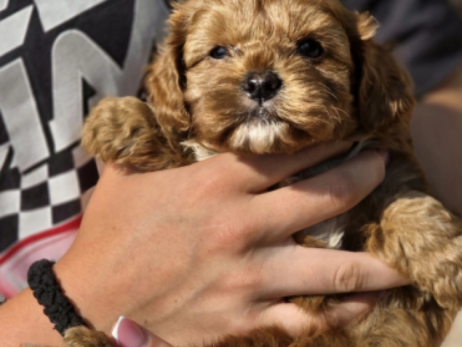 Cavapoo Welpe kaufen