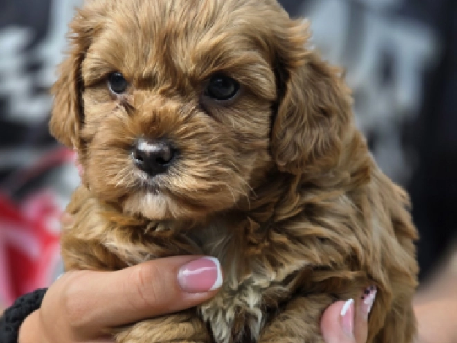 Cavapoo Welpe kaufen