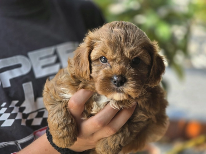 Cavapoo Welpe kaufen
