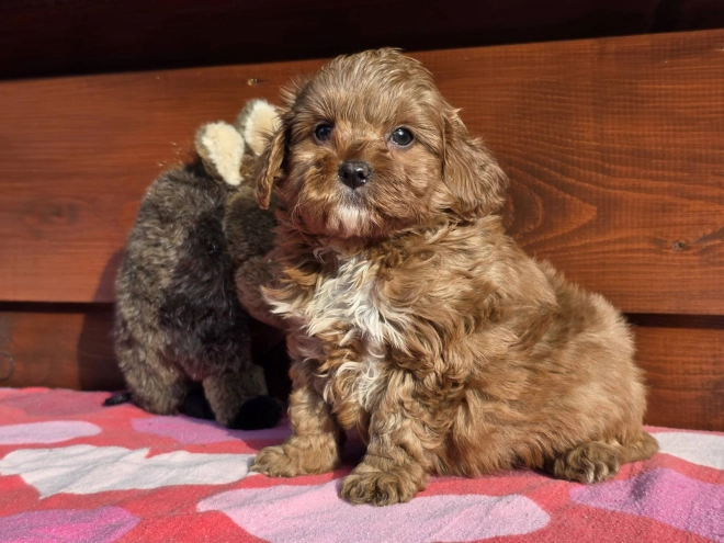 Cavapoo Welpe kaufen