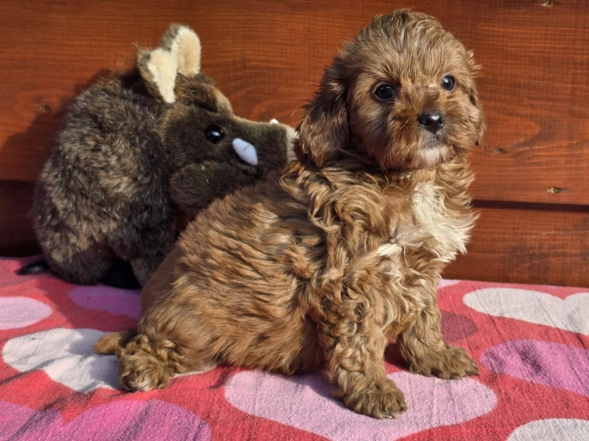 Cavapoo Welpe kaufen