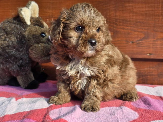 Cavapoo Welpe kaufen