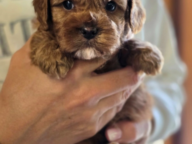 Cavapoo Welpe kaufen