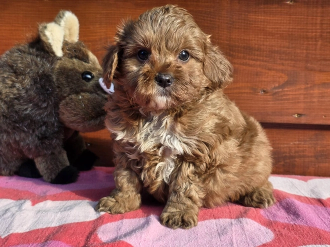 Cavapoo Welpe kaufen