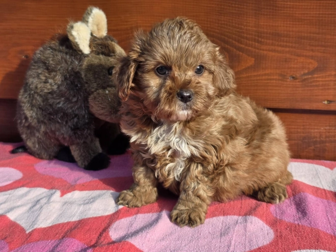 Cavapoo Welpe kaufen