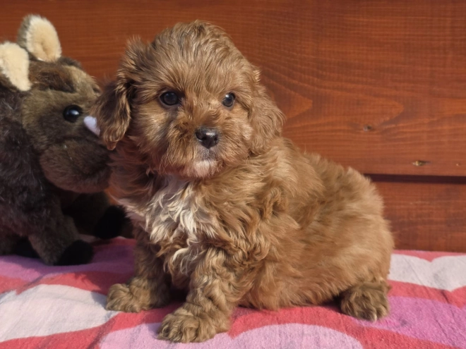 Cavapoo Welpe kaufen