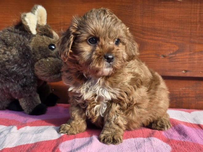 Cavapoo Welpe kaufen