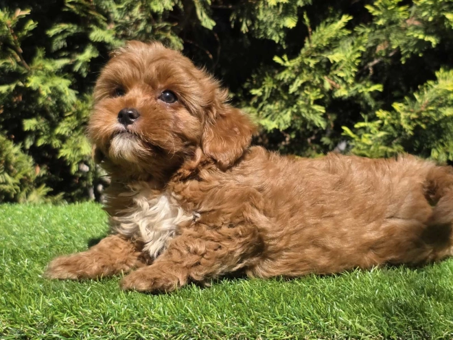 Cavapoo Welpe kaufen