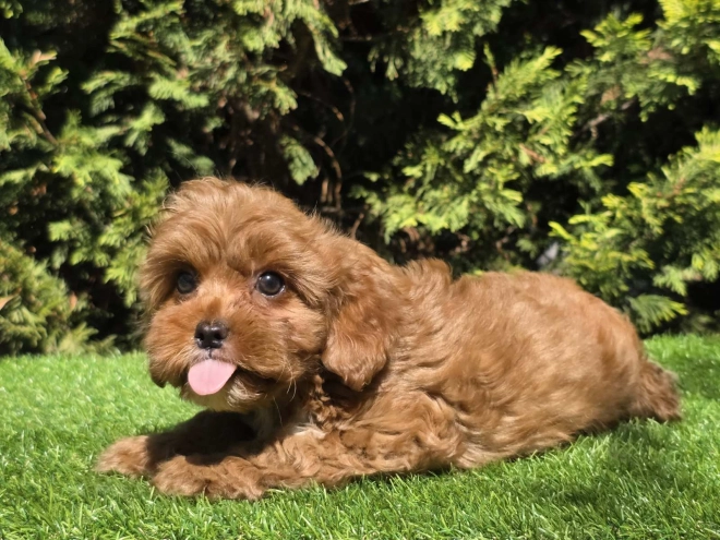 Cavapoo Welpe kaufen