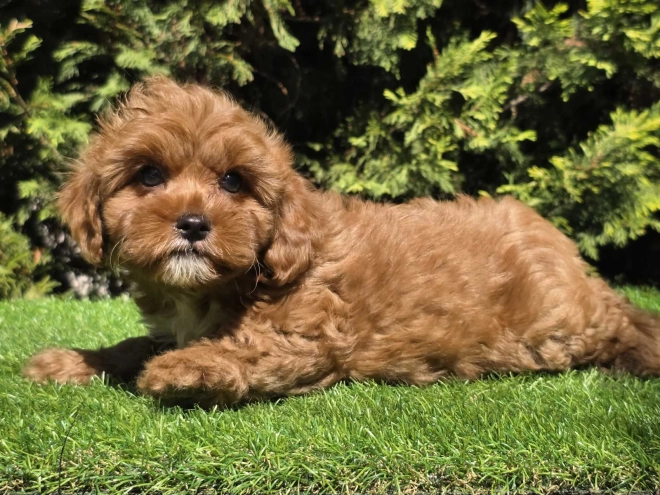Cavapoo Welpe kaufen