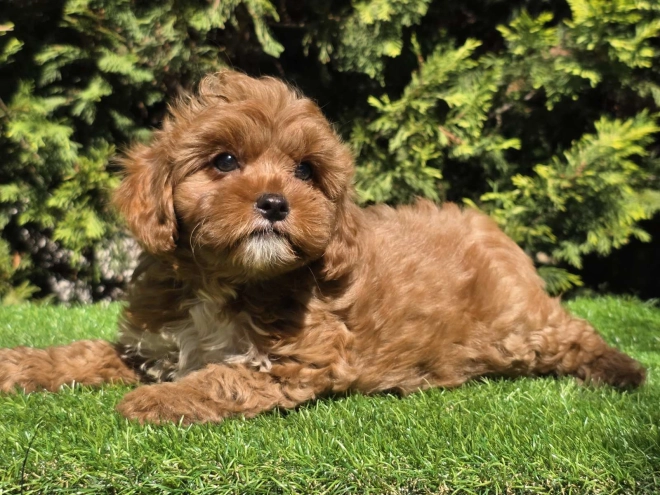 Cavapoo Welpe kaufen