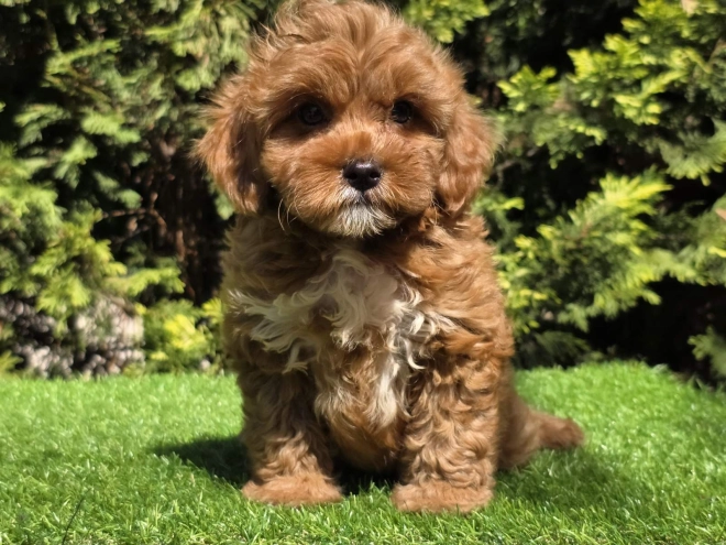 Cavapoo Welpe kaufen