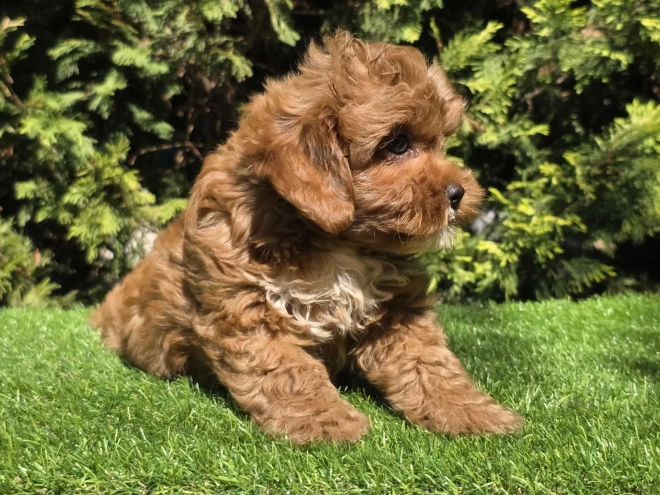 Cavapoo Welpe kaufen