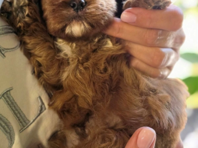 Cavapoo Welpe kaufen