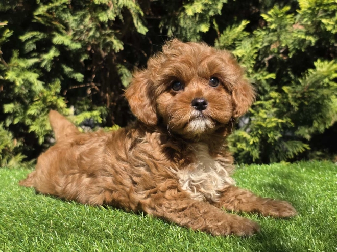 Cavapoo Welpe kaufen