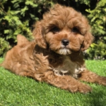 Muki – F1b, red Cavapoo Welpen kaufen