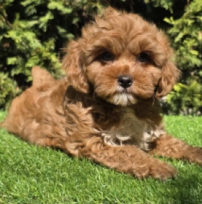 Muki – F1b, red Cavapoo Welpen kaufen