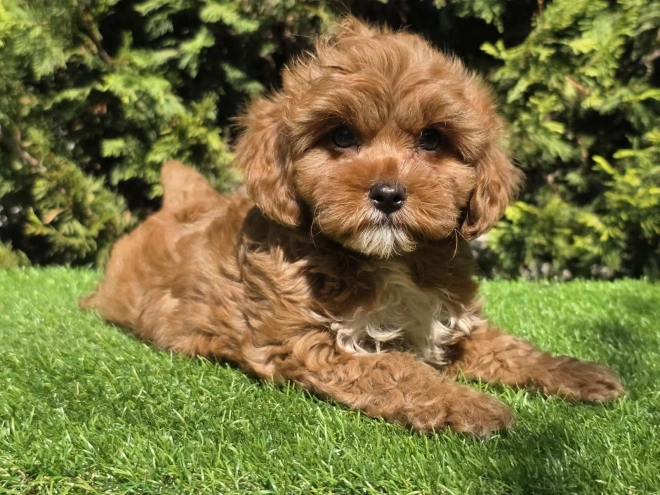 Cavapoo Welpe kaufen