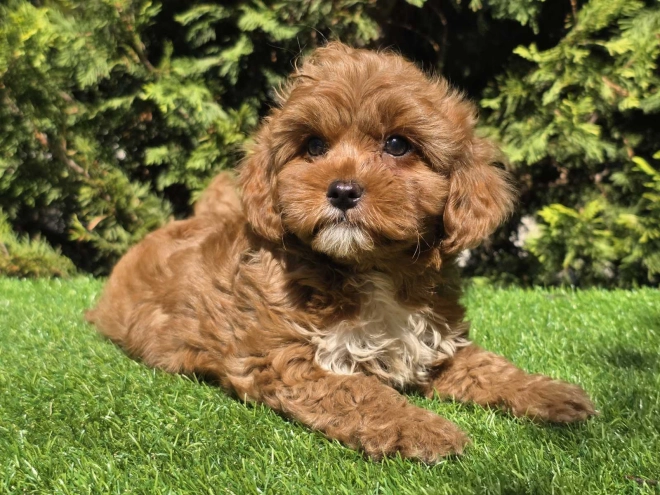 Cavapoo Welpe kaufen