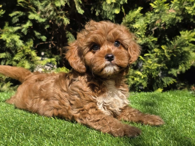 Cavapoo Welpe kaufen