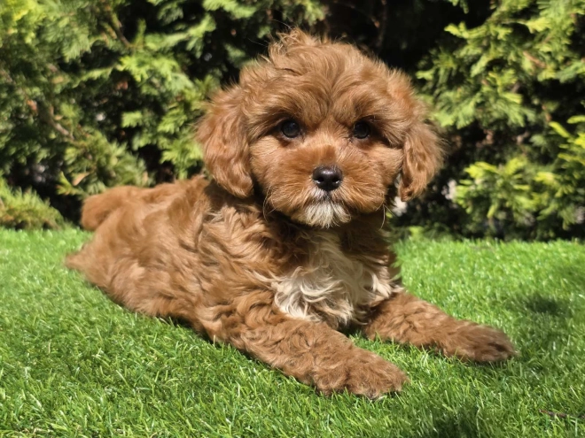 Cavapoo Welpe kaufen