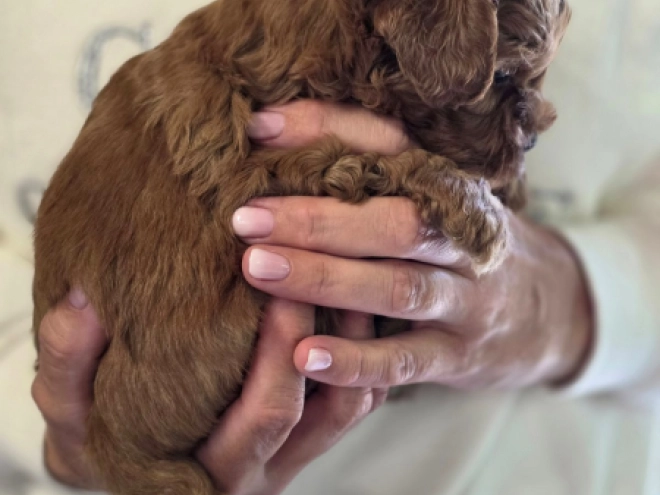 Cavapoo Welpe kaufen