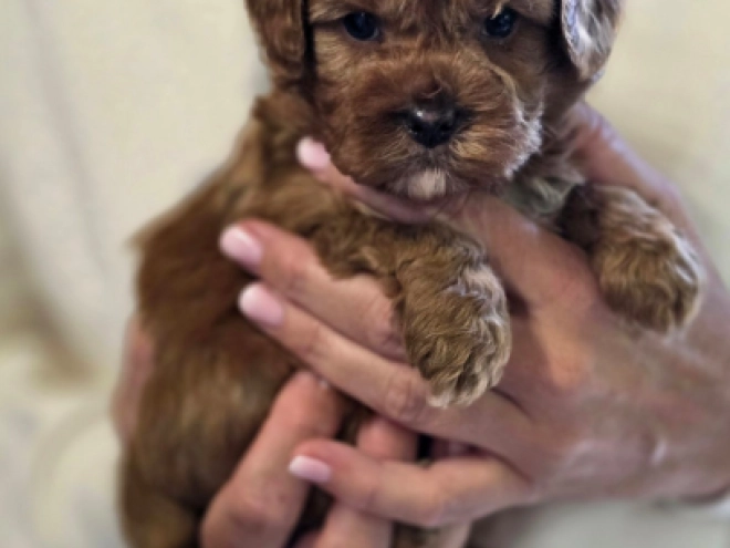 Cavapoo Welpe kaufen
