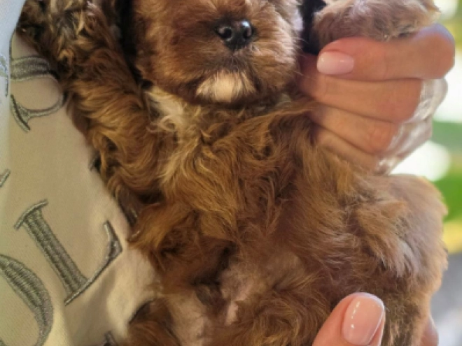 Cavapoo Welpe kaufen