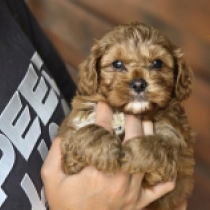 Muki – F1b, red Cavapoo Welpen kaufen