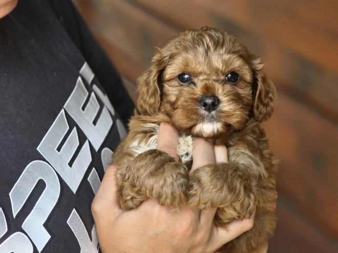 Cavapoo Welpe kaufen
