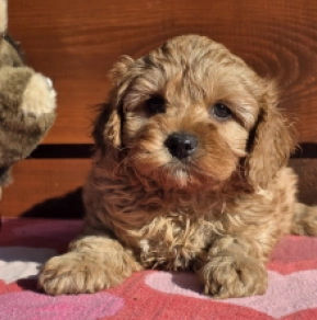 Cavapoo puppy for sale