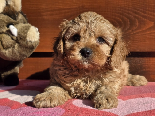Cavapoo puppy for sale