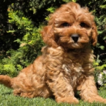 Little Mike – F1b, golden Cavapoo Welpen kaufen