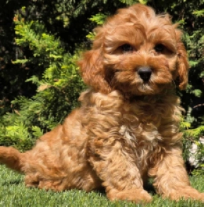 Cavapoo puppy for sale
