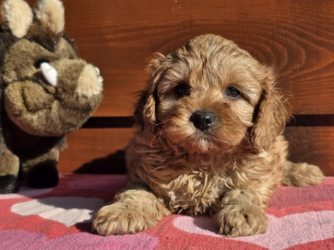 Cavapoo puppy for sale