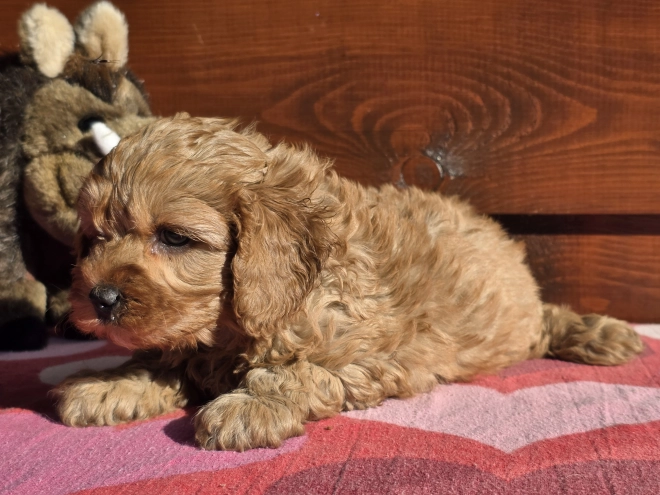 Cavapoo puppy for sale