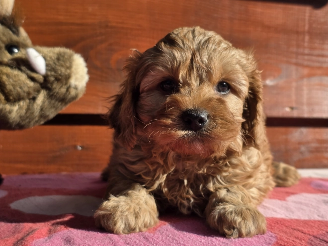 Cavapoo puppy for sale