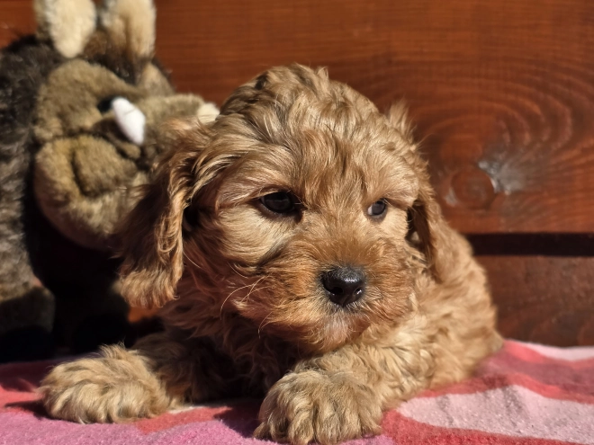 Cavapoo puppy for sale