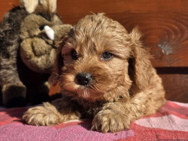 Cavapoo puppy for sale