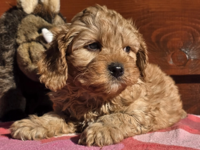 Cavapoo puppy for sale