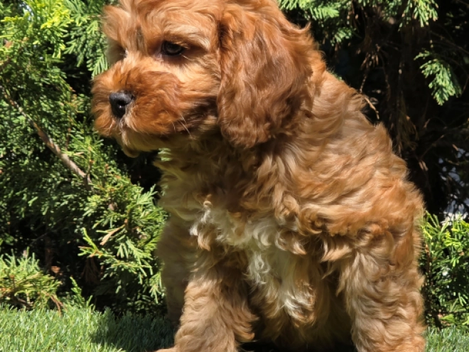 Cavapoo puppy for sale