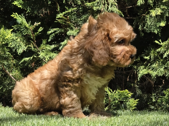 Cavapoo puppy for sale