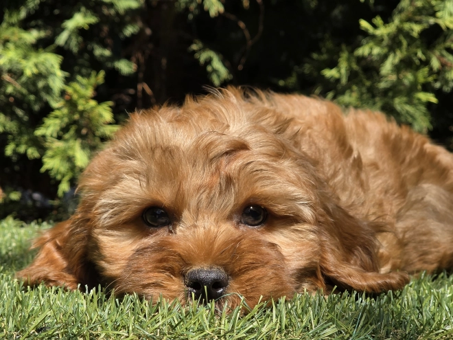 Cavapoo puppy for sale